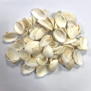 Doğal deniz kabukları ev dekorasyon için kuru ve temiz deniz kabuğu tarak kabuğu - Product Image 4
