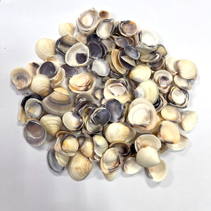 Doğal deniz kabukları ev dekorasyon için kuru ve temiz deniz kabuğu tarak kabuğu - Product Image 3