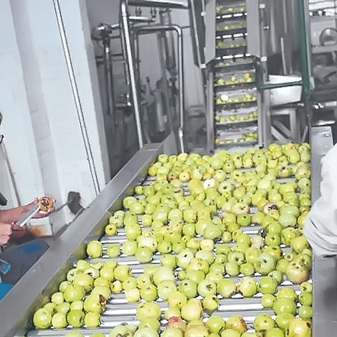 Dây chuyền sản xuất giấm táo máy phân loại táo