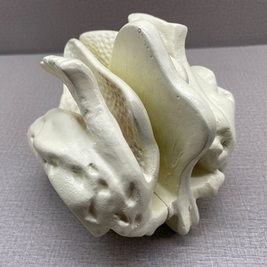 Kyrenmed đầu sọ sàng xương khuếch đại mô hình con người khuếch đại ethmoid mô hình xương 4X Độ phóng đại - Product Image 4