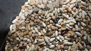 Selezionatore ottico di fagioli svizzeri selezionatrice di colori CCD intelligente fagioli bianchi diversi colori certificazione CE - Product Image 4
