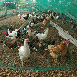 <strong>1</strong> Inch Plastic Chicken <strong>Netting</strong> for Poultry Farms and <strong>Gardens</strong> Protective Fence for Breeding Customizable Cutting Service - Product Image 2