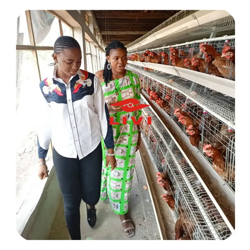 Zhengzhenghangzhou — cages de poulet galvanisées de type A, cage de couvage de volaille, utilisé dans la ferme de volaille