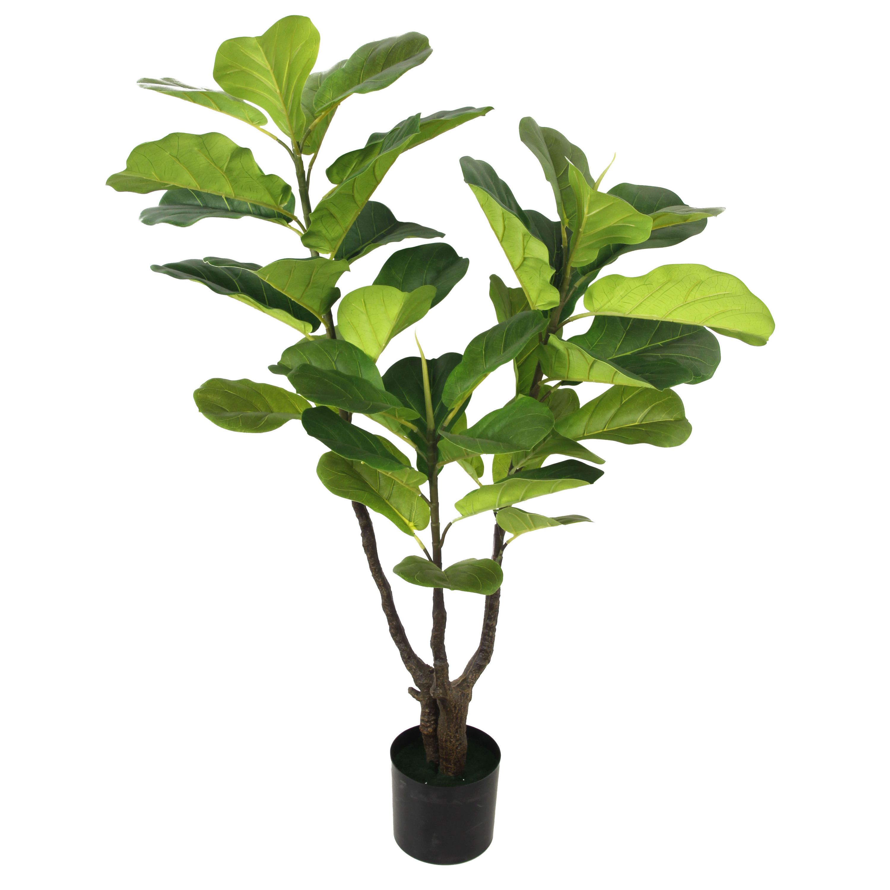 120 centimetri/Ficus lyrata