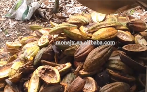 <strong>Cocoa</strong> Processing <strong>Machines</strong> Fresh <strong>Cocoa</strong> Pods Cutting Splitting <strong>Cocoa</strong> <strong>Shell</strong> <strong>Beans</strong> Screening Splitter Separator <strong>Machine</strong> Price - Product Image 2