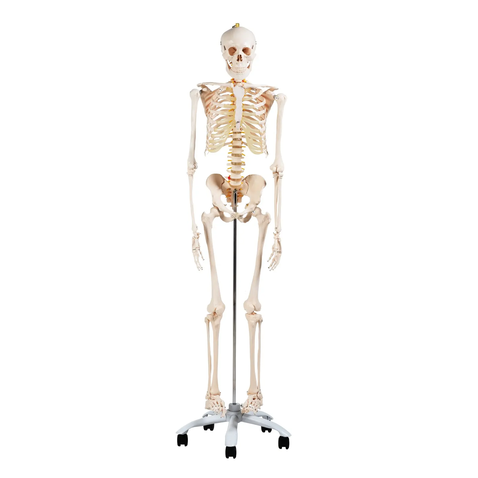 Esqueleto de plástico humano para CBM-001A, juguete de esqueleto de 180cm