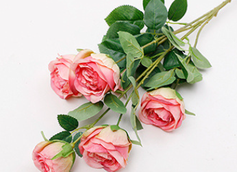 ชมพูเข้ม