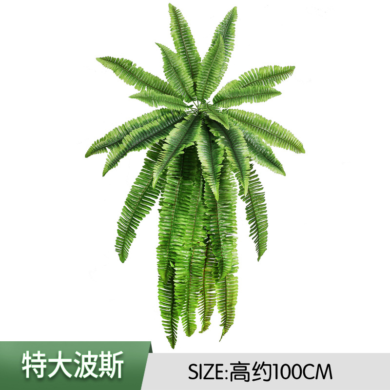 Persan extra large de 75 cm