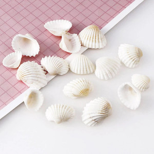 DIY貝殻に使用される生貝殻天然ホタテ貝殻 - Product Image 4