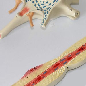 Modelo anatómico de la ciencia médica, cuerpo de célula de neurona humana y estructura de fibra nerviosa, modelo ampliado, experimento, recurso de enseñanza - Product Image 4