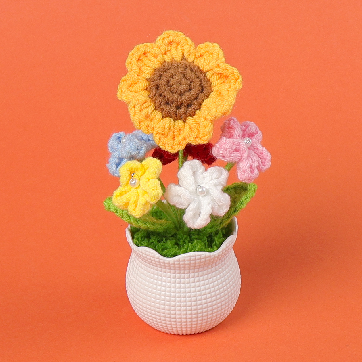 Forget-me-not potted flowers-little sun