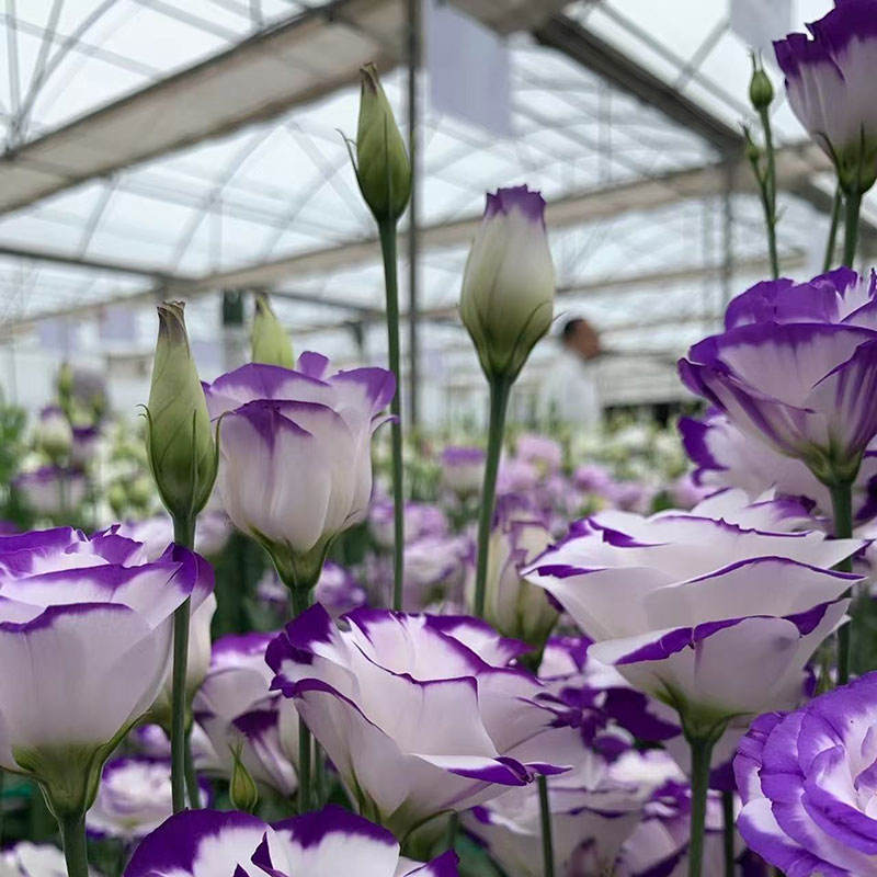 1# ลิแอนธัส แกรนดิฟลอรัม ขอบสีน้ำเงิน