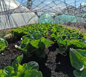 Rete per uccelli rete per nebbia agricola rete per cattura rete per uccelli in plastica anti rete per uccelli per fattoria - Product Image 6
