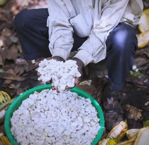 Equipo de planta de procesamiento de cacao de fácil operación Máquina descascaradora de vainas de cacao - Product Image 4