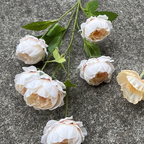 026 beau champagne pivoine