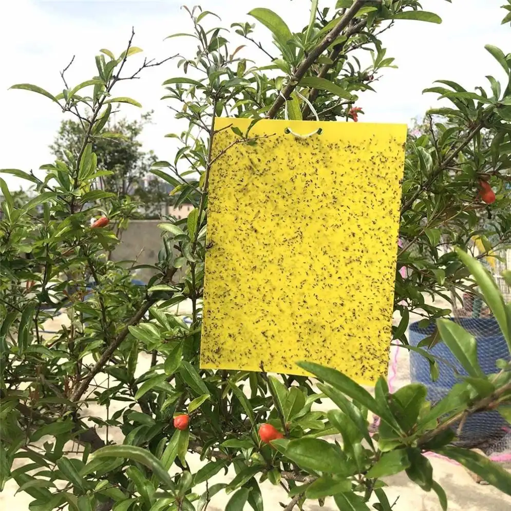 Spot nouveaux produits de mouche de Fruit jaune attrayant d'intérieur
