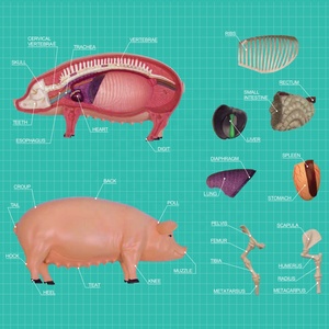 4D Master kabarık domuz anatomi modeli kök biyoloji şekil 4D görüş plastik montaj çiftlik hayvan bilim mühendislik oyuncaklar için Set - Product Image 3