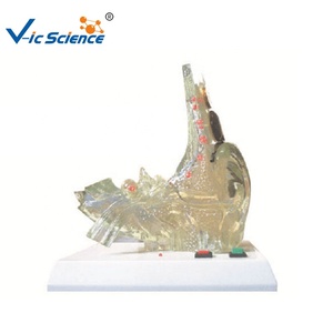 Kulak anatomik modeli yüksek kaliteli insan tıbbi 1.5 kez sağır yardım ile büyütülmüş şeffaf kulak anatomik modeli - Product Image 1