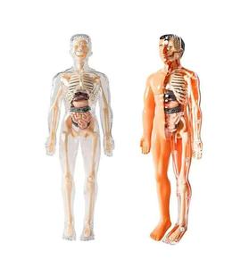 Kök oyuncak DIY insan vücudu modeli çocuklar için 30 parça insan anatomisi insan vücudu modeli - Product Image 2