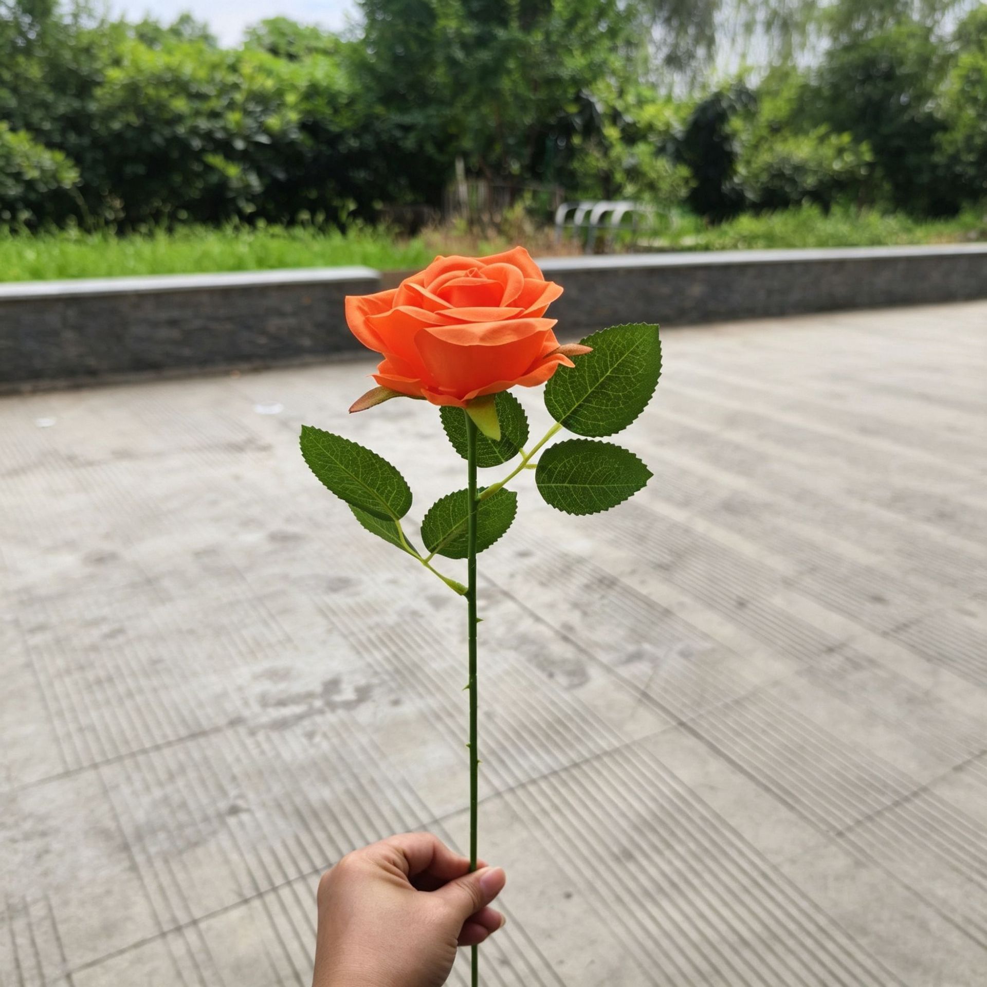 Orange pearl rose