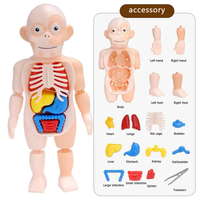 Neuer Stil Anatomie Modelle Bundle Set Kinder Stiel Spielzeug Montessori frühen Lernspiel zeug Wissenschaft Kit für Bildung