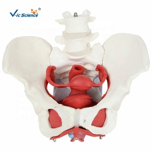 2-đoạn thắt lưng Kích thước cuộc sống Skeleton cho y tế khoa học cho đào tạo và giáo dục nữ sàn Chậu mô hình cơ bắp - Product Image 1