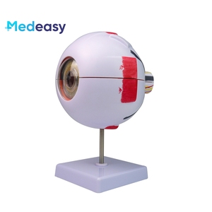 İnsan gözü modeli 6x büyütülmüş göz küresi modeli, göz yapısı ve anatomisi model beyin - Product Image 2
