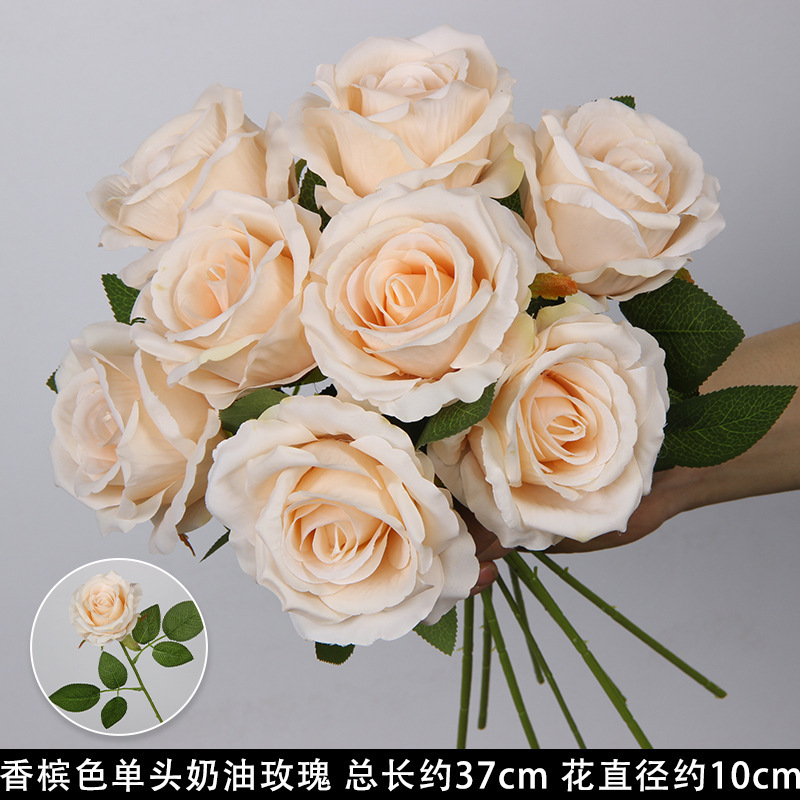 Champagne-colored single-headed cream rose
