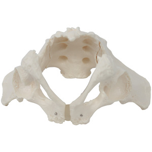 Insan iskelet modeli PVC erkek Pelvis modeli tıp bilimleri İnsan anatomisi Model beyin - Product Image 1