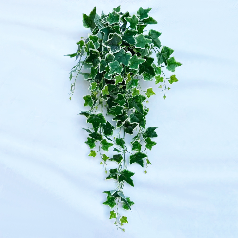 Patate douce blanche blanche verte
