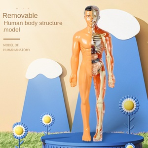 子供のSTEM認知科学教育玩具人体構造モデルパズル-科学 & 工学玩具 - Product Image 1