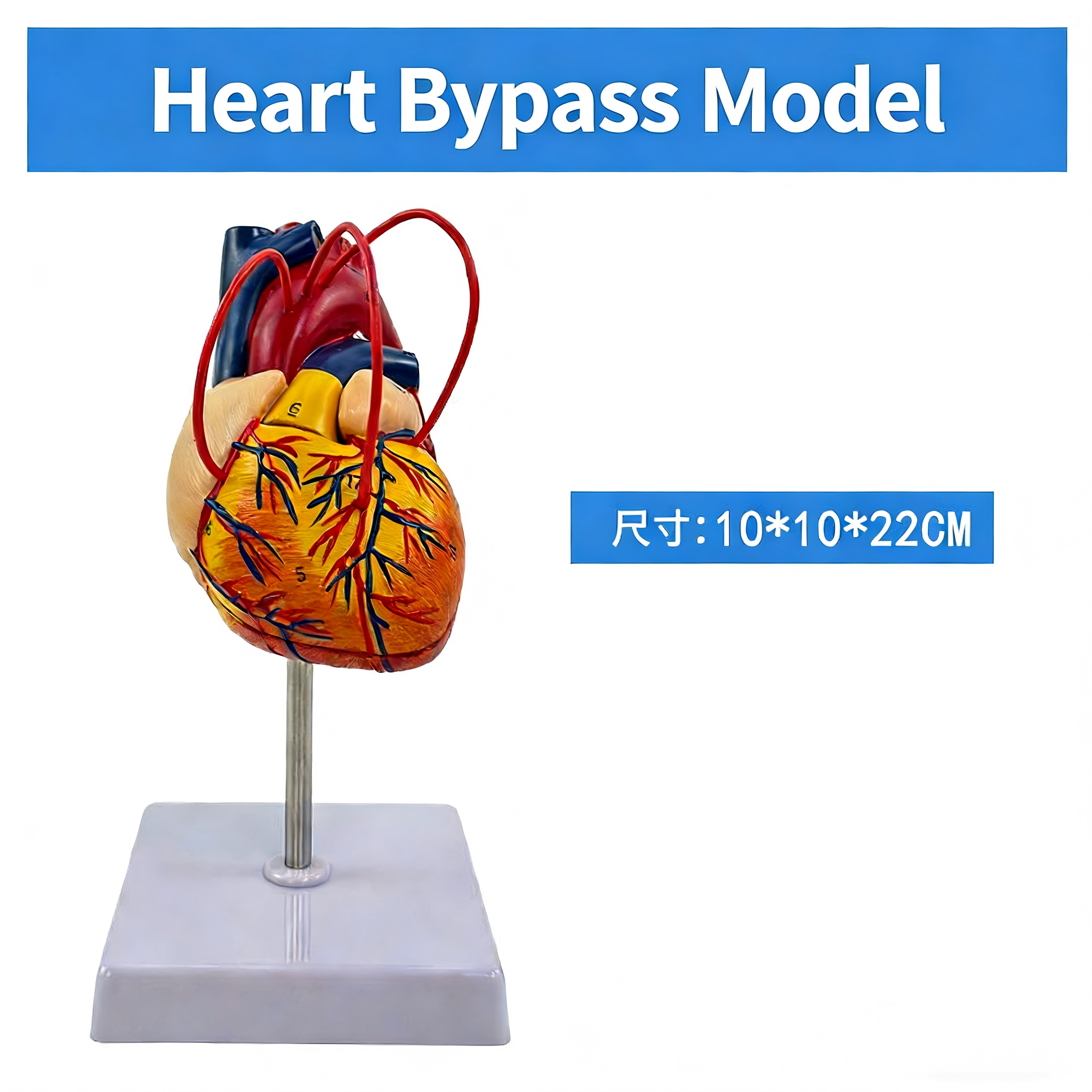 Modelo de corazón humano de tamaño natural con injerto de bypass