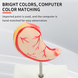 人間の胃の高度な医療モデルを教えるための自然な大きなサイズ - Product Image 3