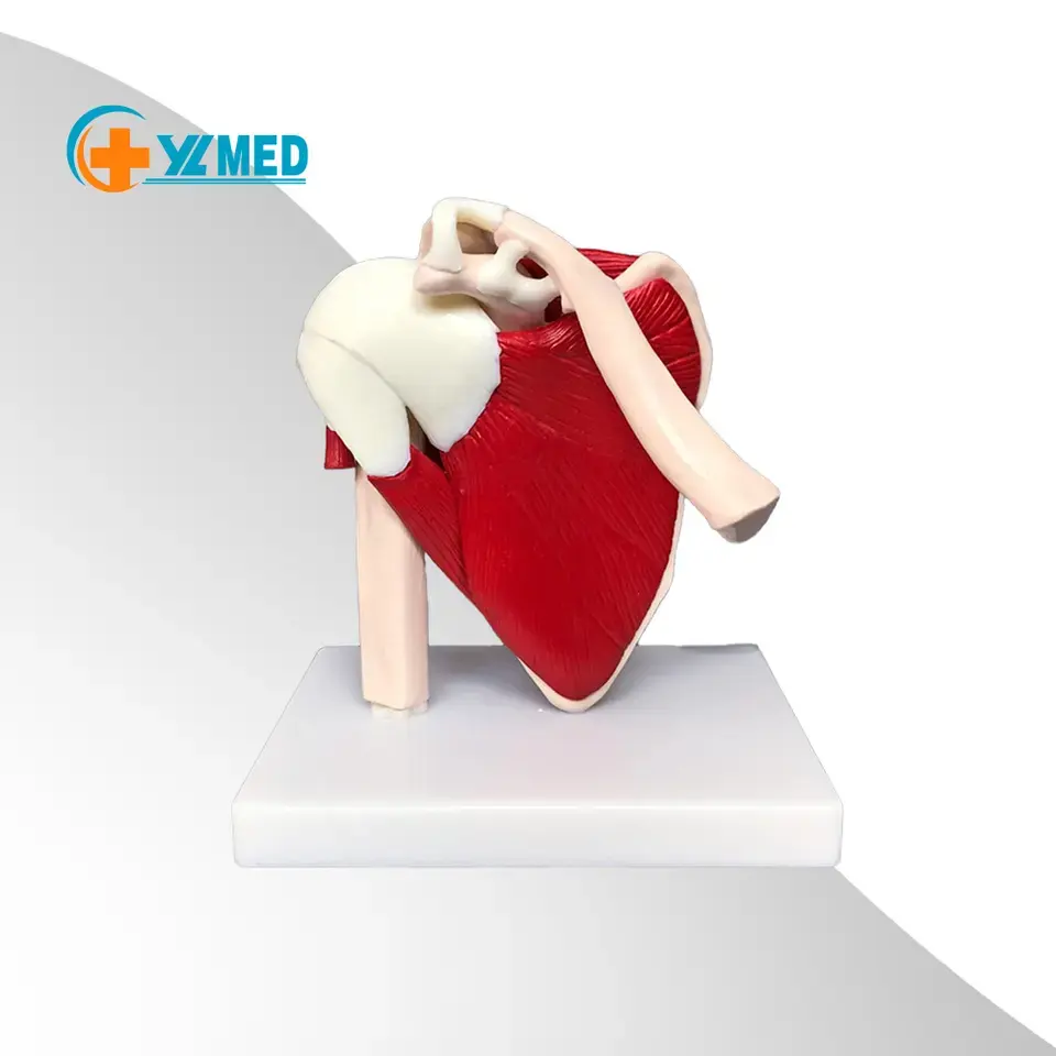 Anatomical Advanced Muscled Shoulder Joint Model Medical Anatomy Skeleton Life Size Muscle Joint Model Medical Science