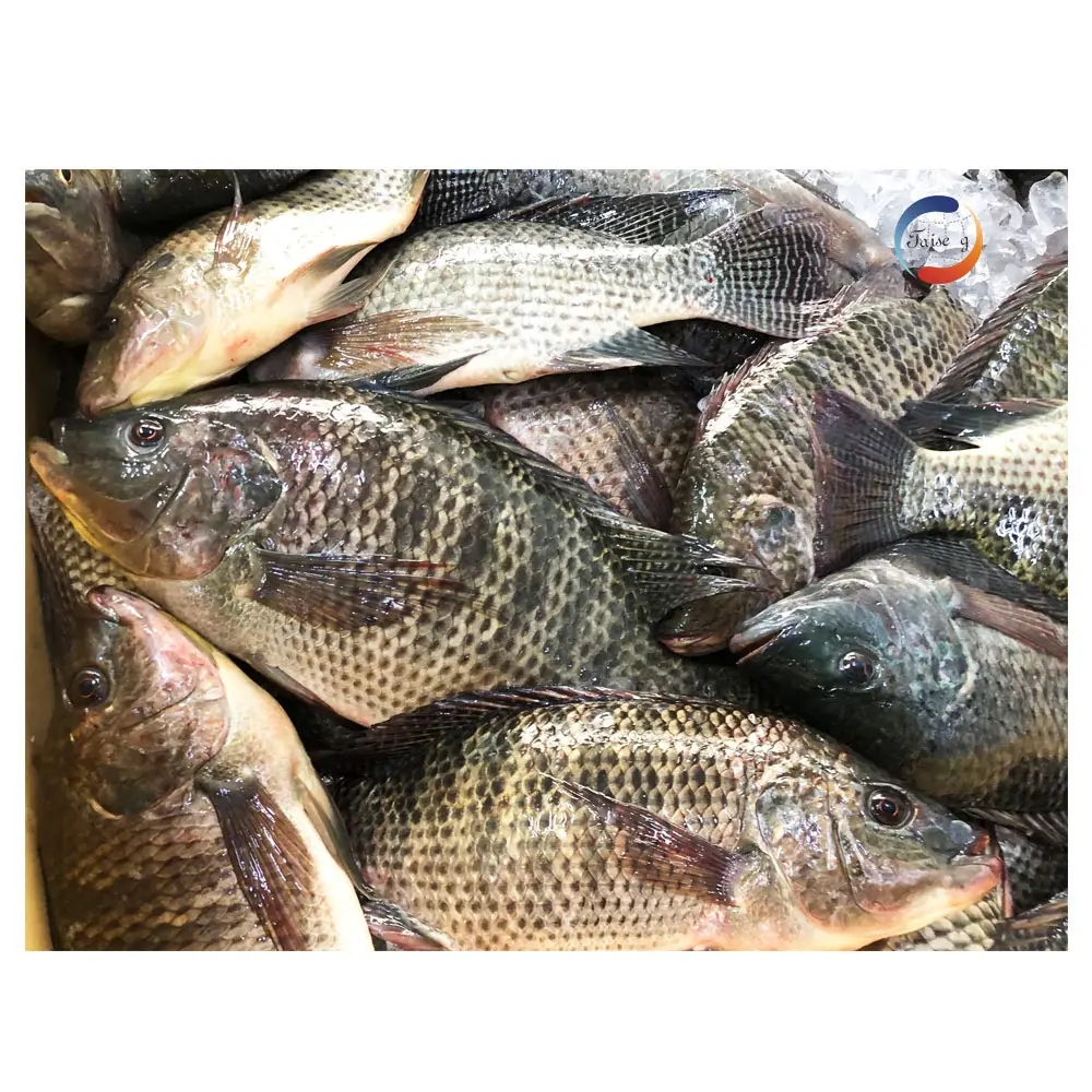 100-200 grammo pesce Tilapia all'ingrosso pesce congelato vivo intero rotondo 80% N.W. Pesce Tilapia nero per l'africa