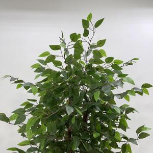 พืชต้นไทรปลอมสำหรับบ้านและสวน - Product Image 5