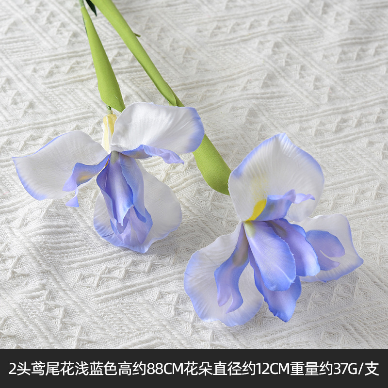 2 iris bleu clair