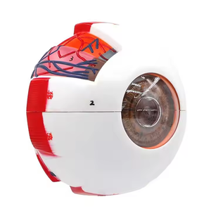 神経分布と構造を示す眼球の高品質な人体解剖モデル - Product Image 2