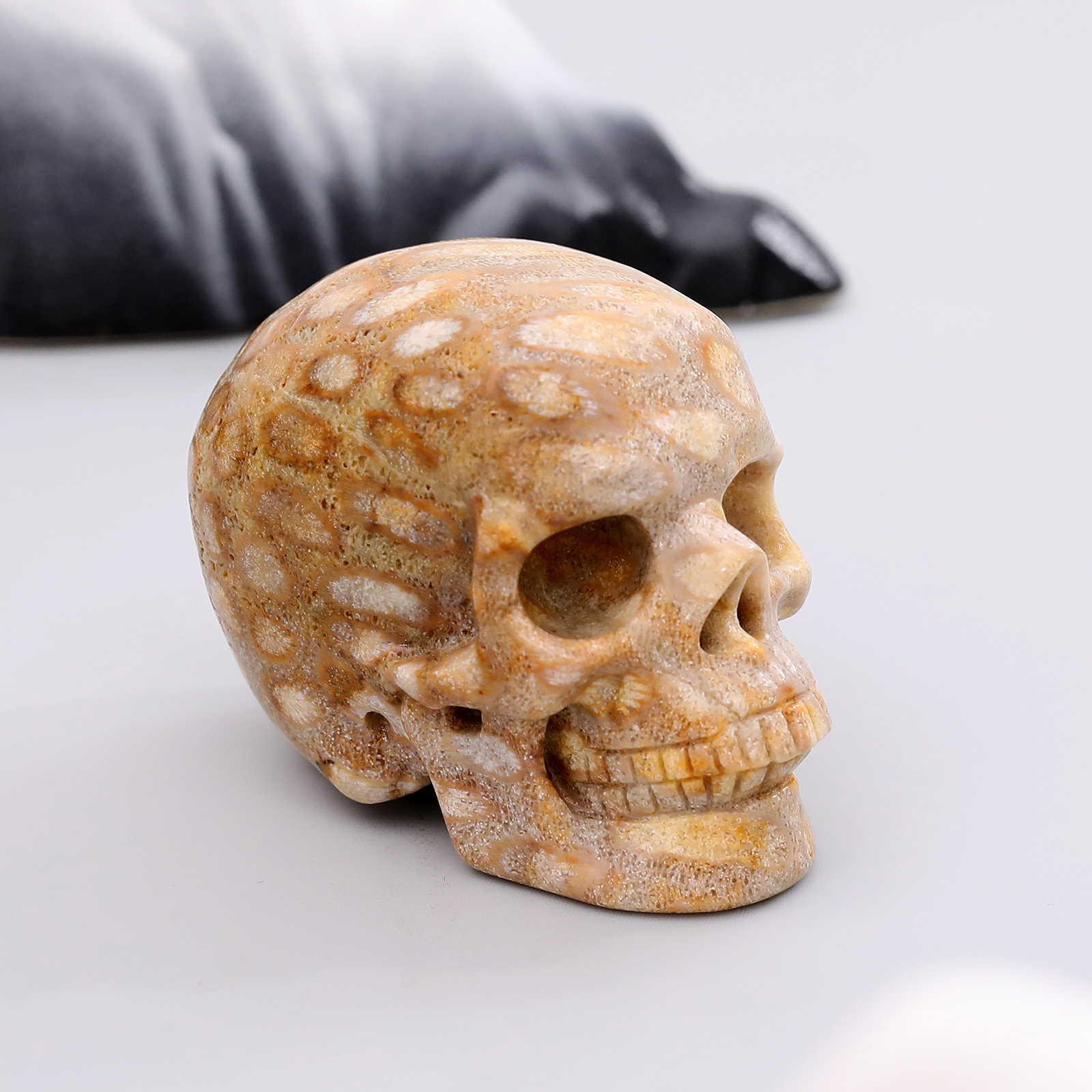 Fossile de corail