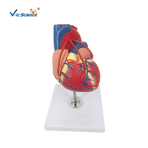 3x Life-Size <strong>3</strong>-Part PVC <strong>Human</strong> Heart Anatomy Model Medical Science Skeleton Model for Schools