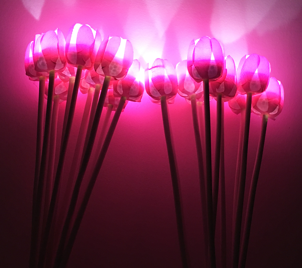 Rosa