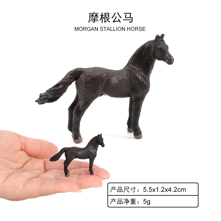 2075 Caballo Morgan Stallion