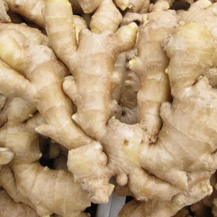 New Crop High Quality from China Assurance Frozen Fresh Ginger
