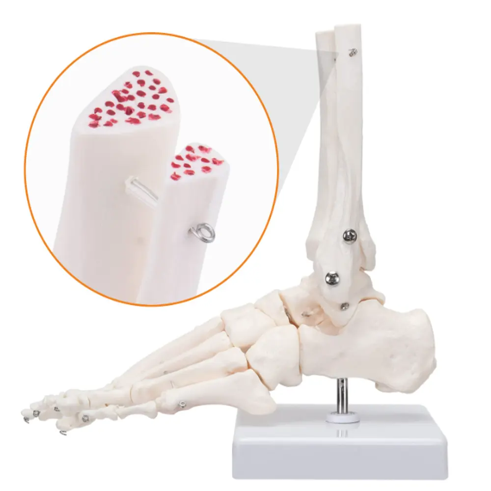 Modelo de esqueleto de pie de tamaño natural médico, modelo de pie de silicona para mujer, modelo de pie de silicona con inyección de huesos