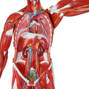 人間の筋肉器官モデル半生サイズ筋肉図取り外し可能臓器人間の筋肉解剖学モデル27部 - Product Image 3