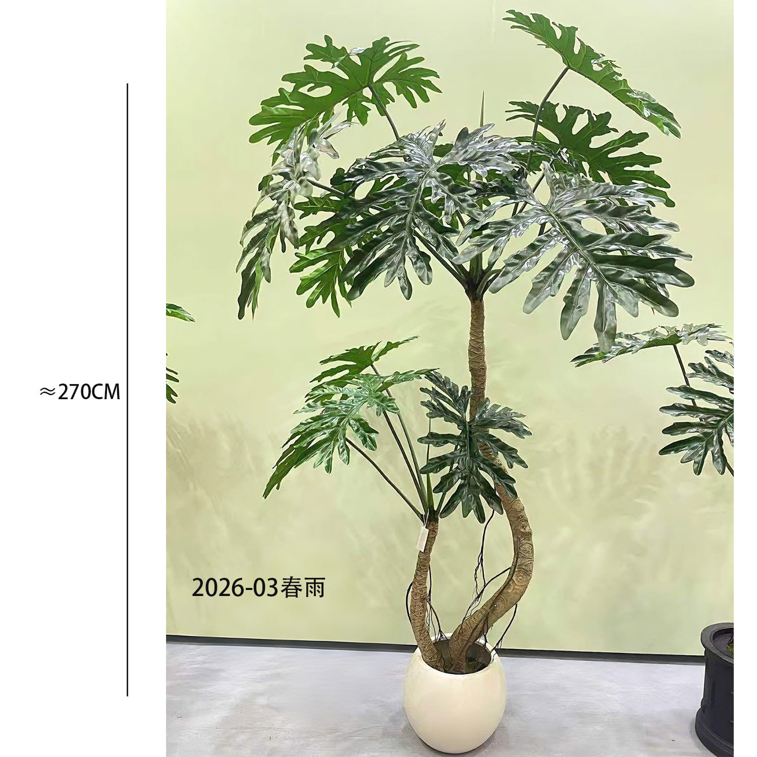 2026-03 Taro de printemps