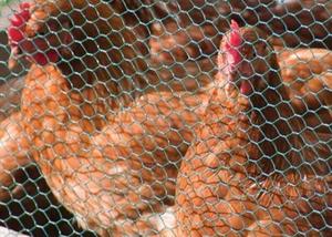 Factory Direct Sales Customization Hexagonal Wire <strong>Netting</strong> Hexagonal Wire Mesh Hexagonal Decorative Chicken Wire Mesh - Product Image 4