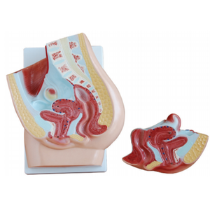 Detachable Human Female Pelvis <strong>Section</strong> Model 2 Parts Female Urogenital System Anatomical Model