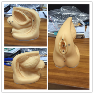 BIX-H6D Female Medical Anatomical 3D Model for Training Genitalis Urethral Catheterization Simulator Medical Science <strong>Human</strong> Model - Product Image 4