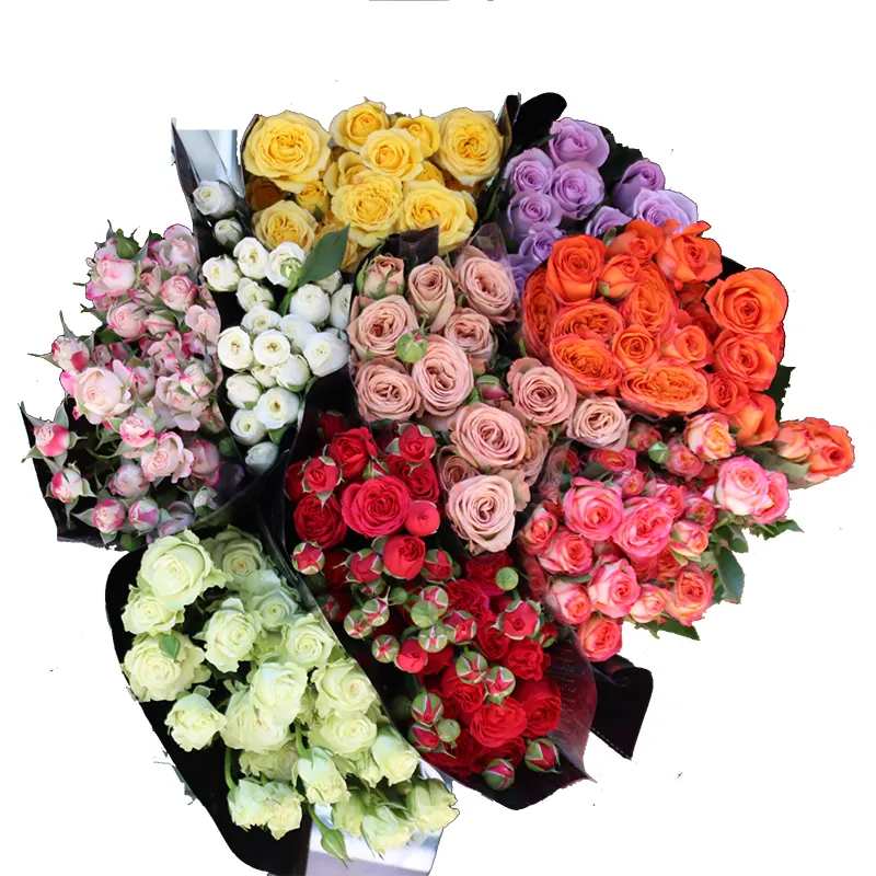 Kunming bulk fresh plant commercio all'ingrosso di fiori recisi freschi esportatore di rose
